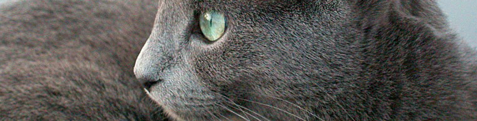 gatti-blu-di-russia-archangelsk